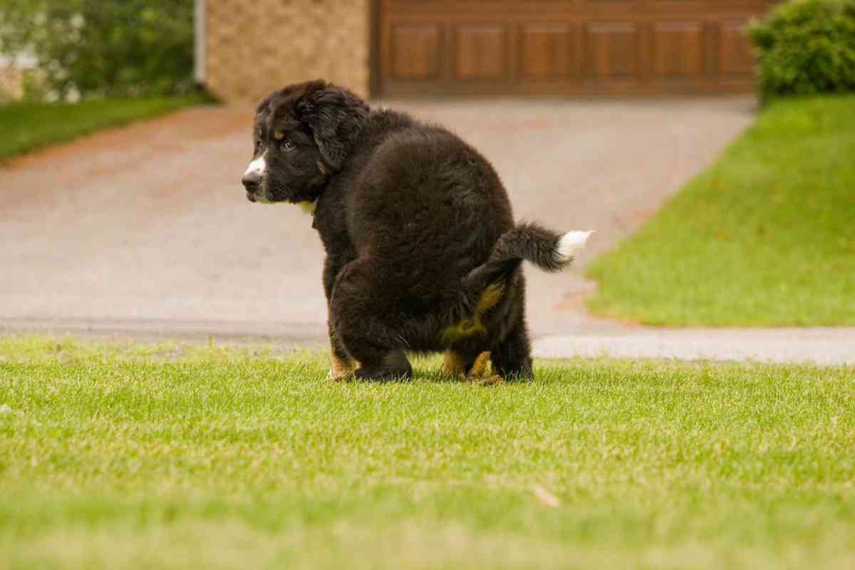 Here’s How Long You Have To Get Your Puppy Outside To Poop After Eating 2