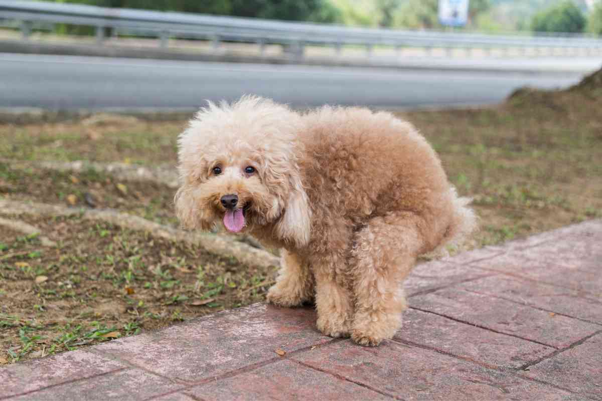 Here’s How Long You Have To Get Your Puppy Outside To Poop After Eating 4