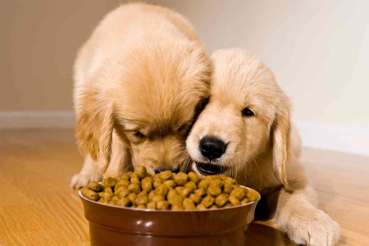 How Long After Eating Do Puppies Poop