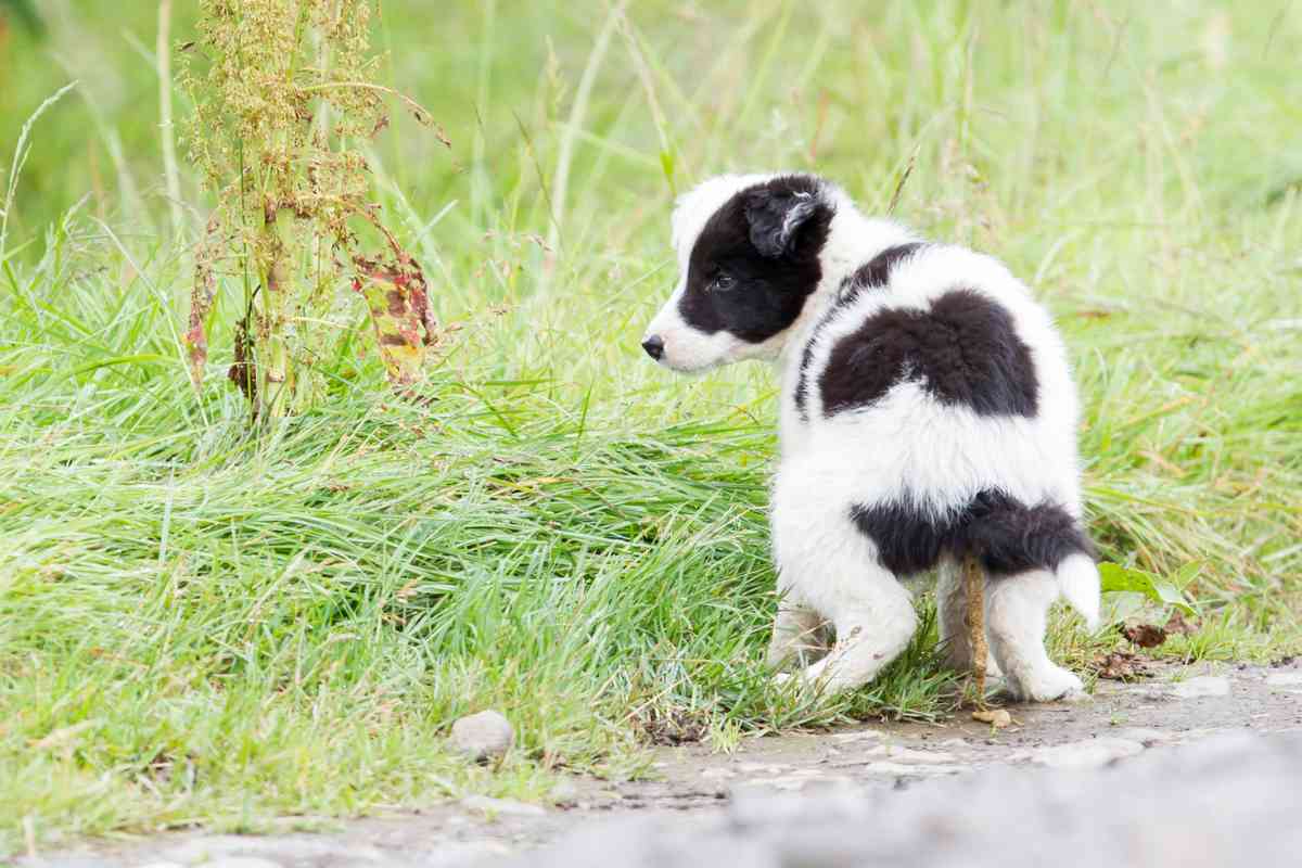 Here'S How Often Puppies Should Poop! (Explained!) 3