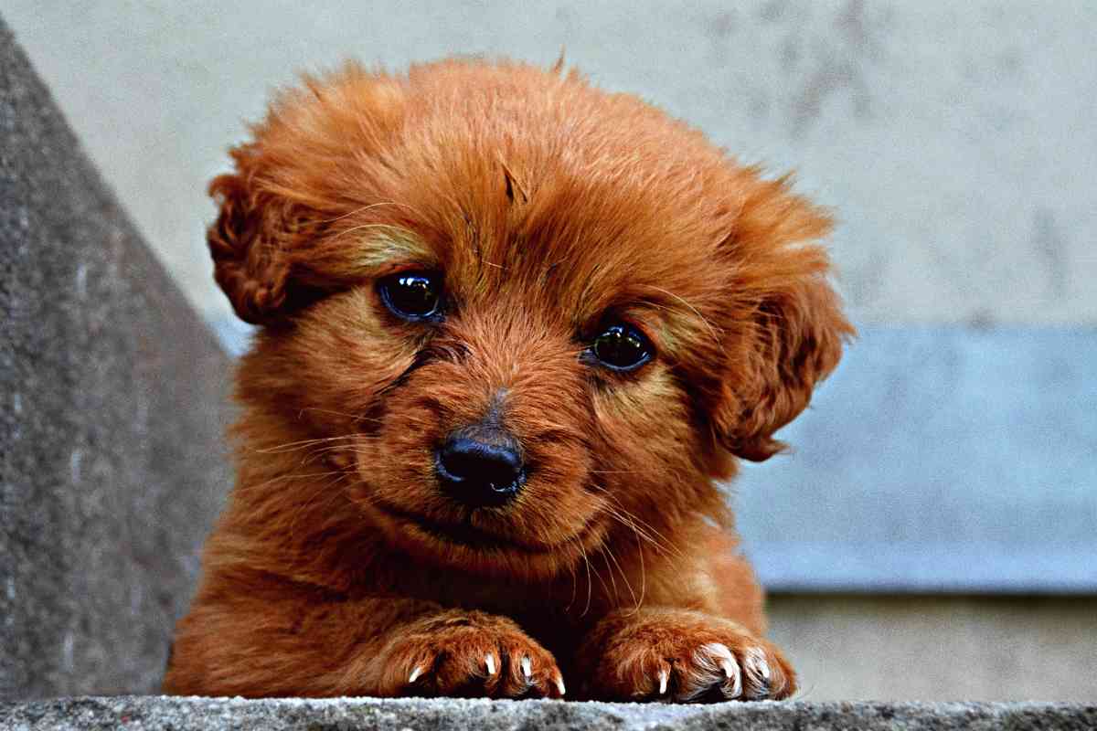 Here'S How Often Puppies Should Poop! (Explained!) 4
