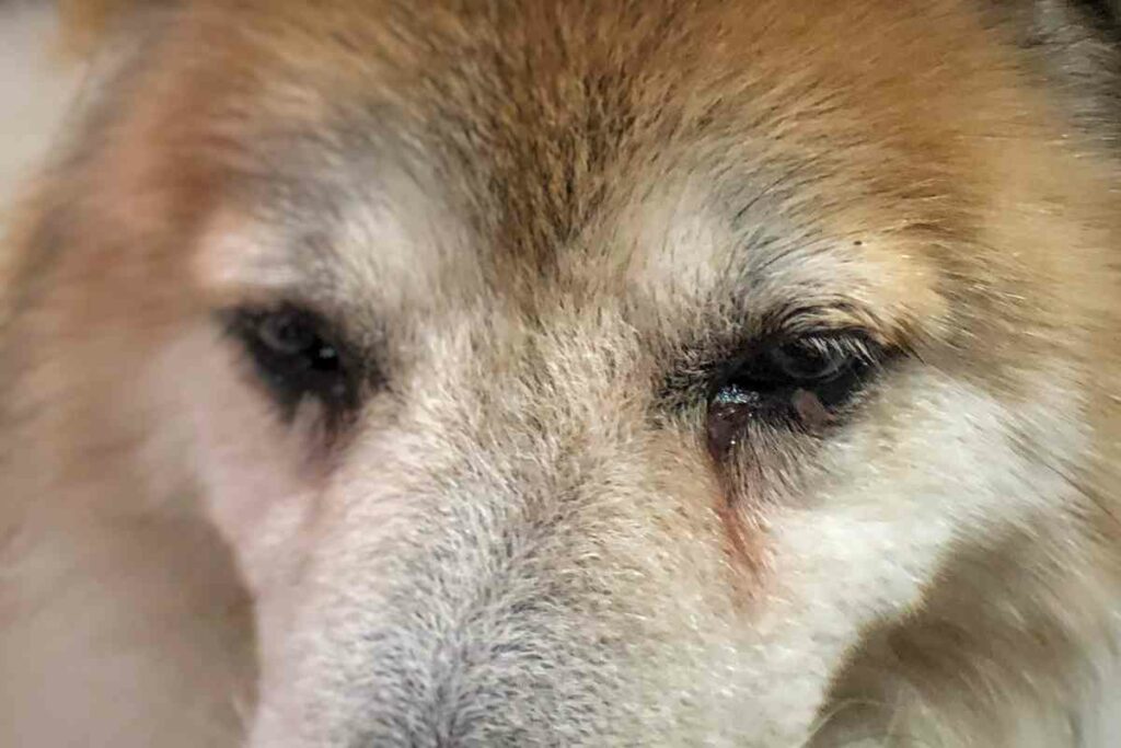 5 Ways To Remove Dog Tear Stains Naturally At Home Goldendoodle Advice