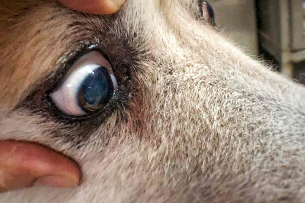 5 Ways To Remove Dog Tear Stains Naturally At Home Goldendoodle Advice