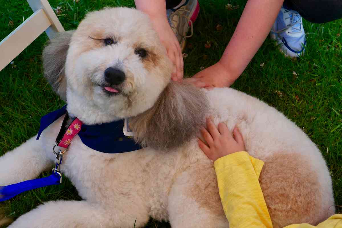 Goldendoodle Therapy Dog: 8 Reasons They'Re The Best 9