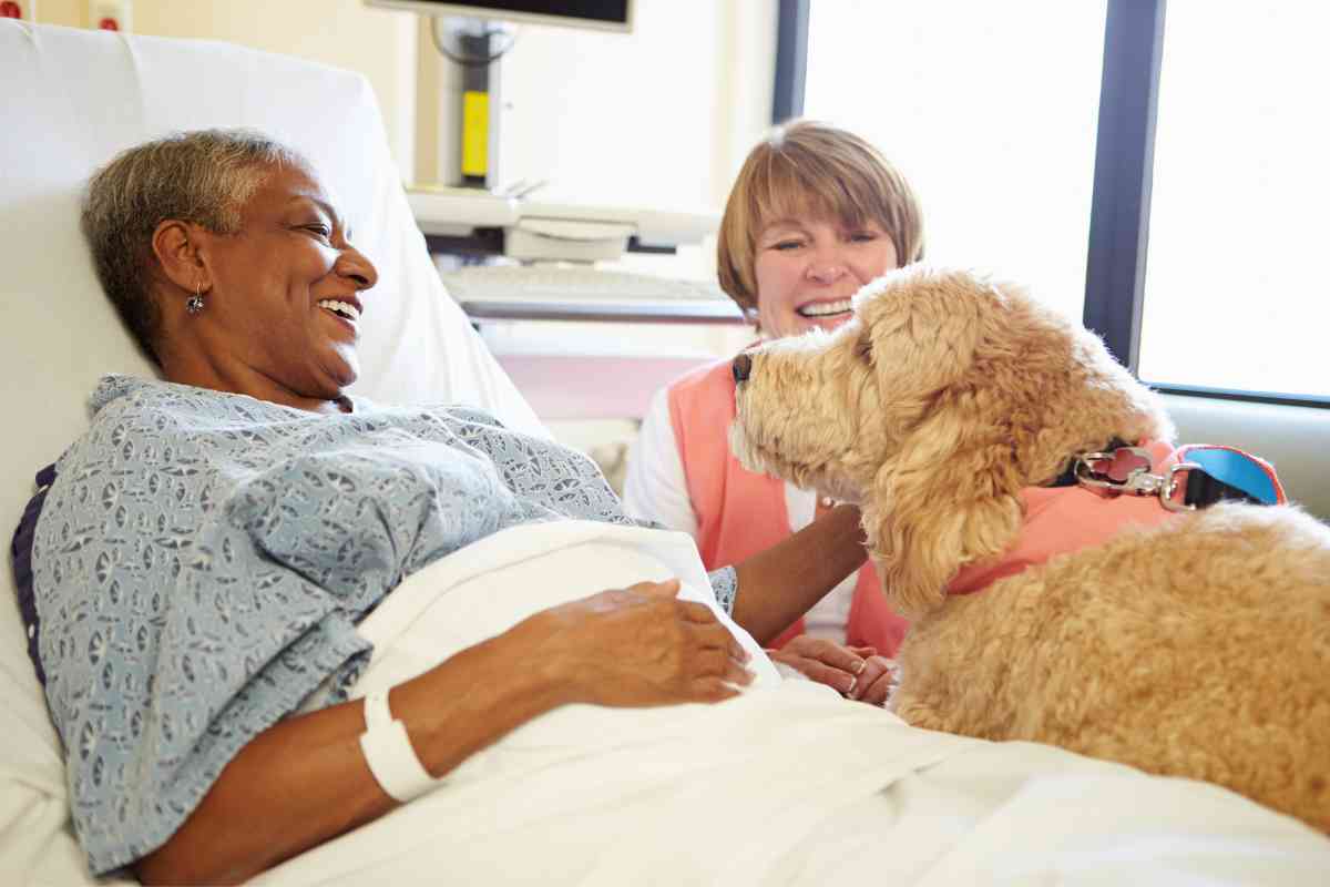 Goldendoodle Therapy Dog: 8 Reasons They'Re The Best 3