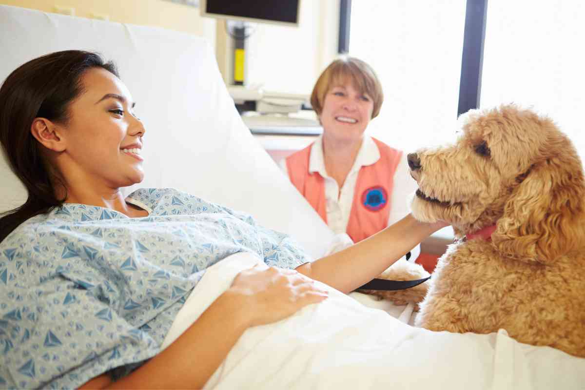 Goldendoodle Therapy Dog: 8 Reasons They'Re The Best 5