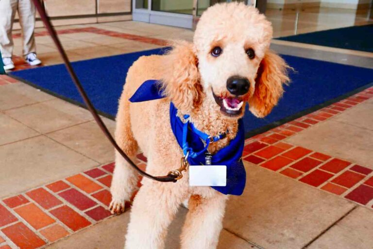 Goldendoodle Therapy Dog 8 Reasons They're The Best Goldendoodle Advice