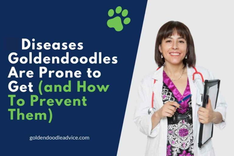 Goldendoodle Health Issues: What Do Most Goldendoodles Die From & How To Help!?