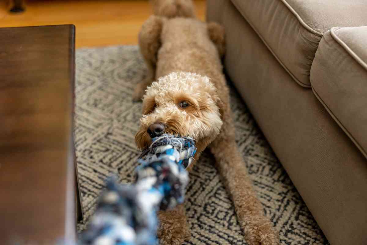 Goldendoodle Pros And Cons: Is This The Right Dog For You? 5