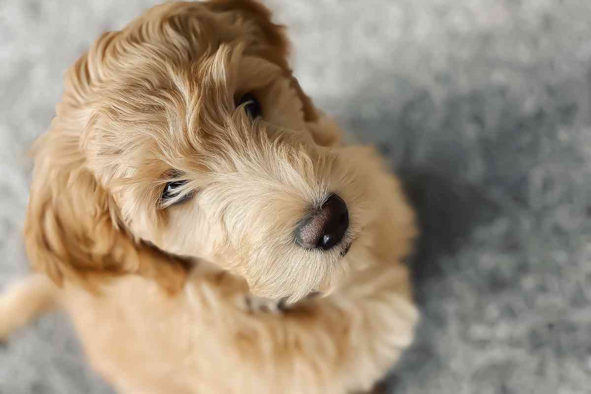 Goldendoodle Pros And Cons: Is This The Right Dog For You? 1