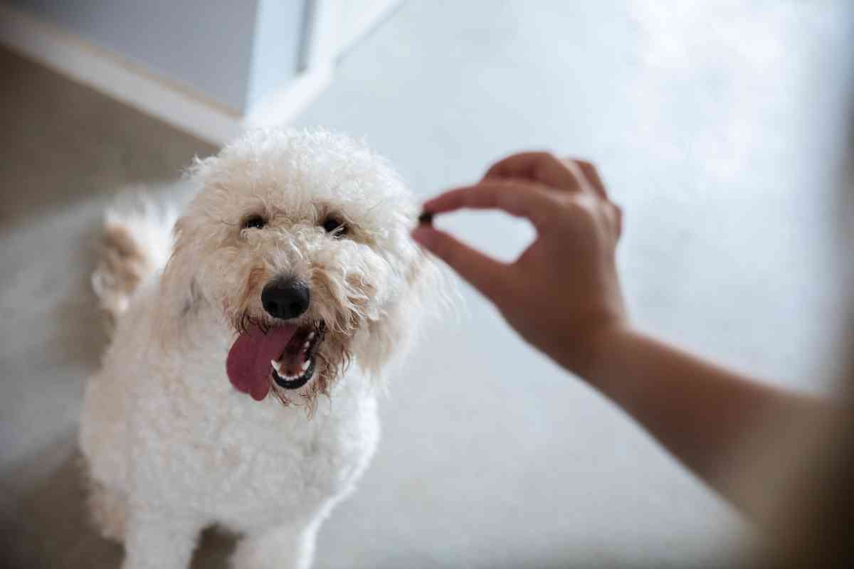 The Ultimate Guide To Training A Goldendoodle Puppy 3