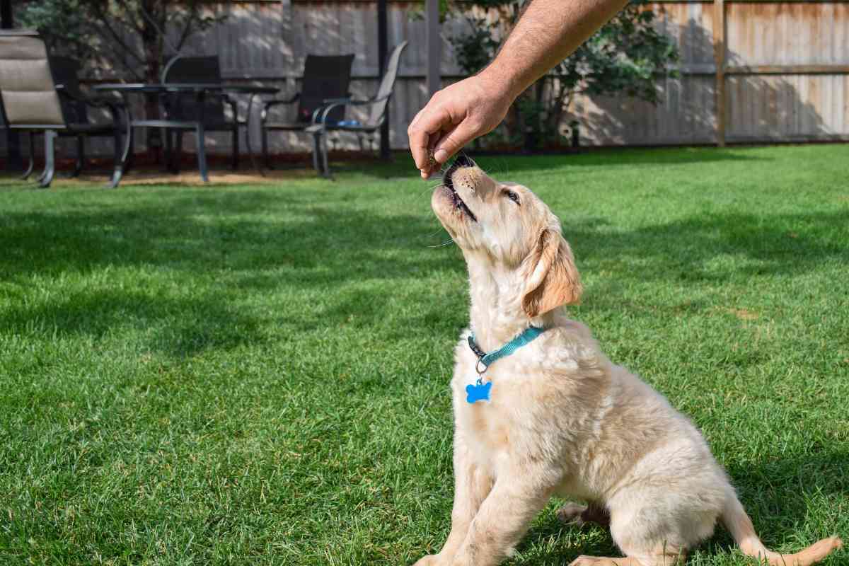 The Ultimate Guide To Training A Goldendoodle Puppy 7