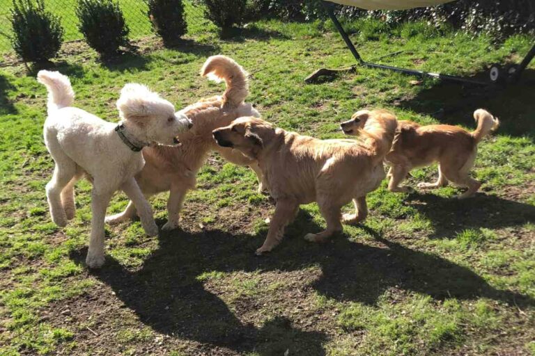 Goldendoodle Socialization: How To Raise A Well-Adjusted And Happy Puppy