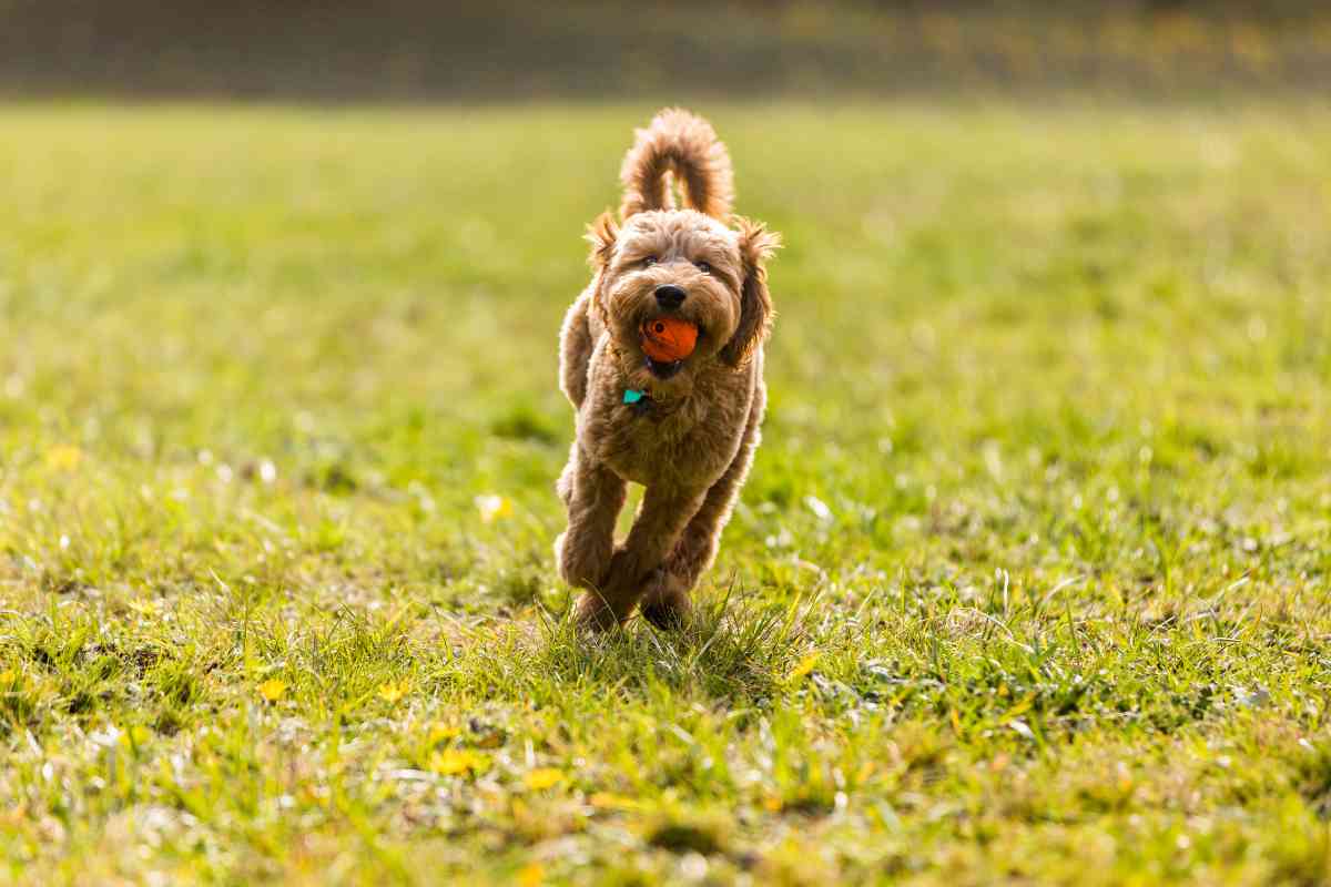 Goldendoodle Socialization: How To Raise A Well-Adjusted And Happy Puppy 4