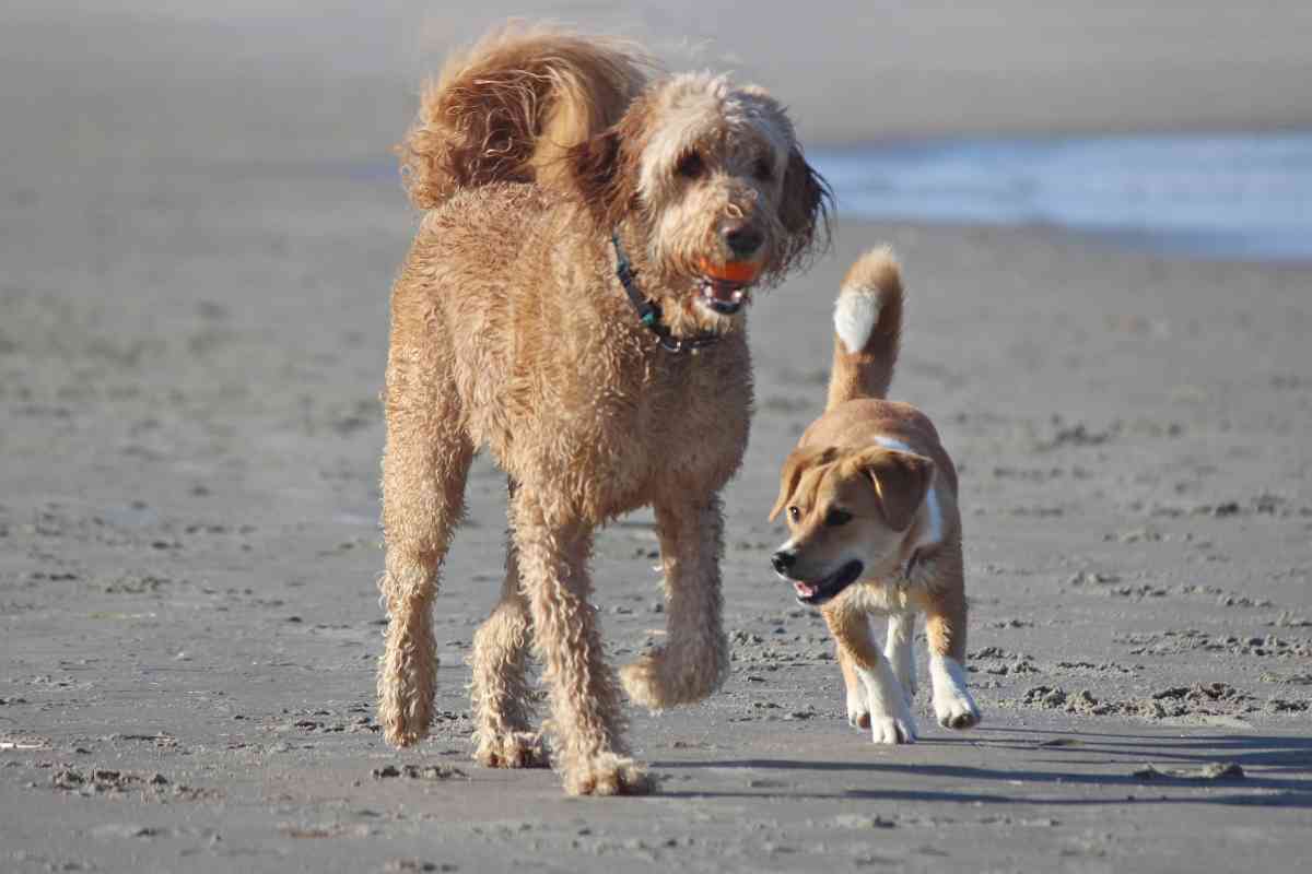 Goldendoodle Socialization: How To Raise A Well-Adjusted And Happy Puppy 2