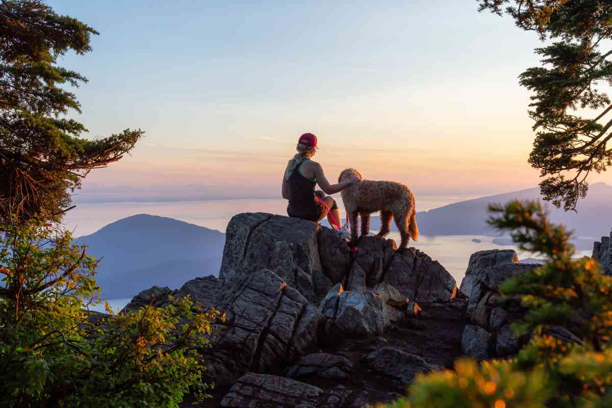 Traveling With Your Goldendoodle: Tips And Advice For Safe And Stress-Free Trips 2