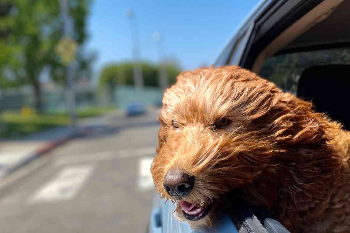 Traveling With Your Goldendoodle: Tips And Advice For Safe And Stress-Free Trips 1