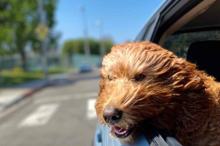 Traveling With Your Goldendoodle: Tips And Advice For Safe And Stress-Free Trips