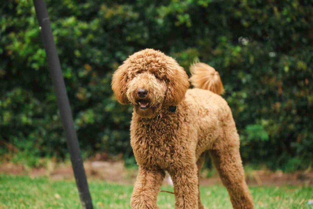Do Goldendoodles Have a Double Coat? Goldendoodle Advice