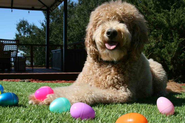 The History And Origin Of Goldendoodle Dogs