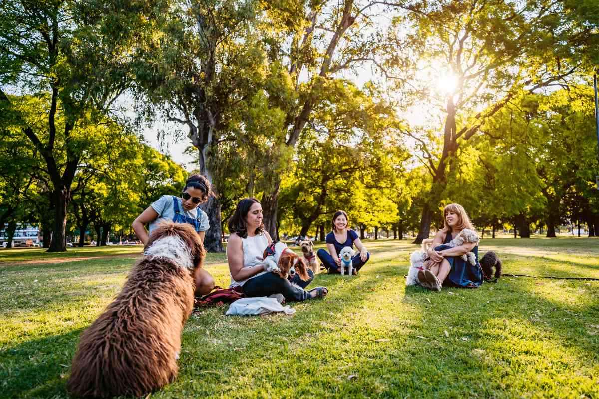 Goldendoodles Vs. Labradoodles: Should You Get One? Yes 6