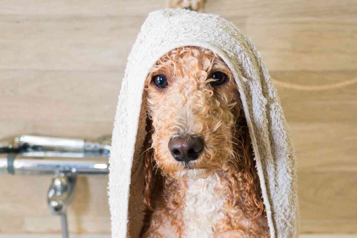 Should You Shave A Goldendoodle? 4