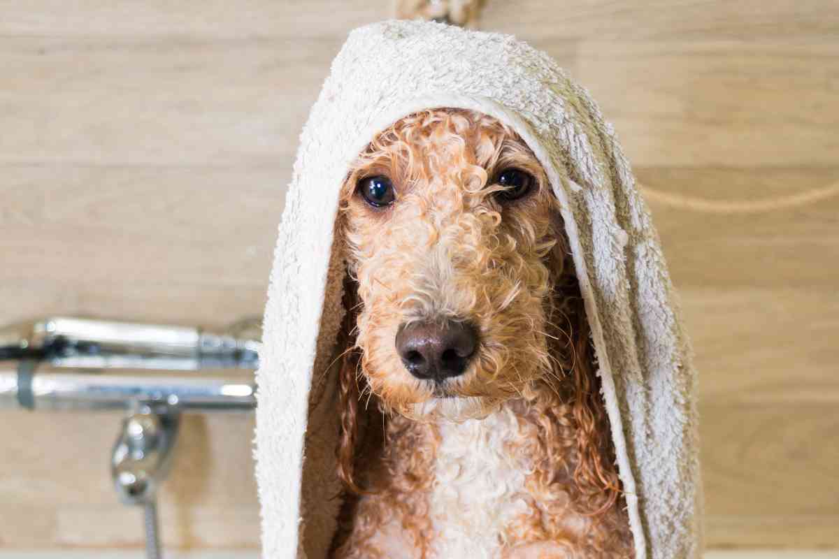 should you shave a goldendoodle