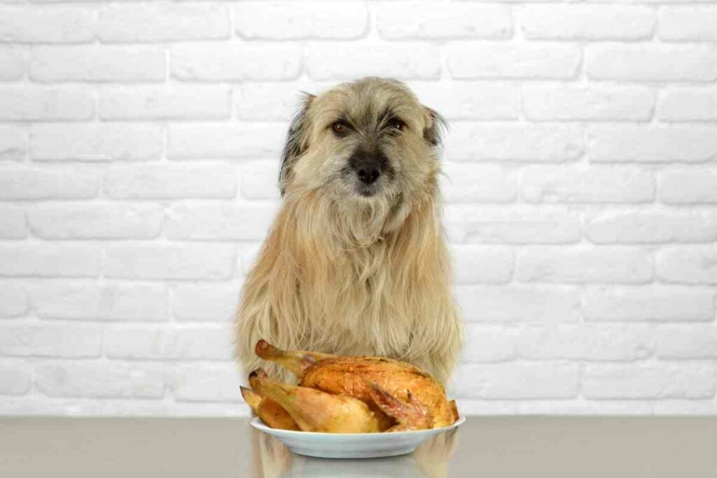How to Cook Chicken for Puppies A Guide to Safe and Nutritious Meals