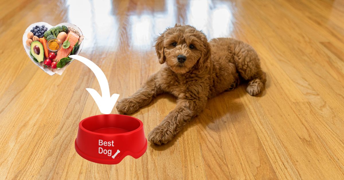 Best Food For Goldendoodle Puppy