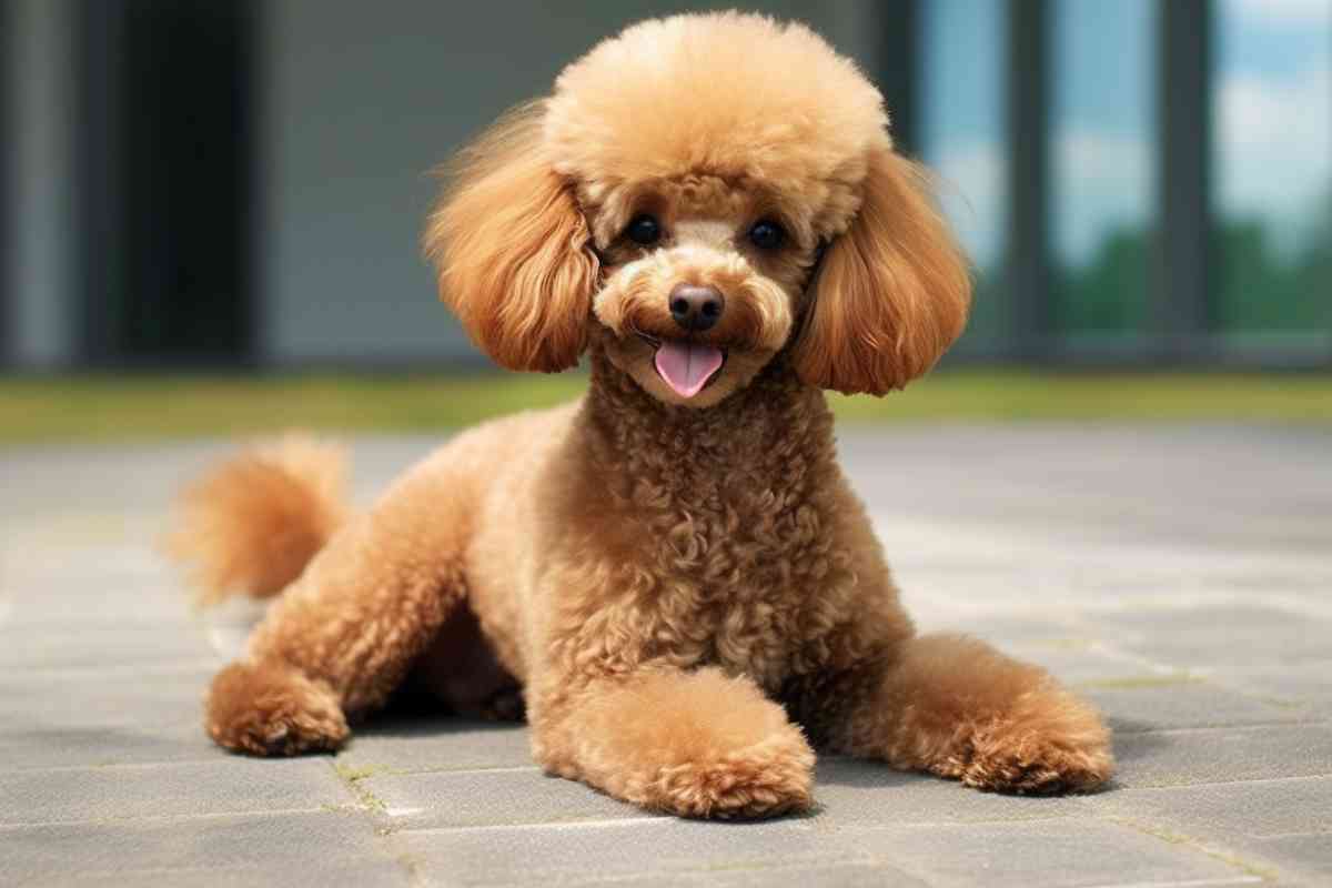 Mini Poodle Vs Mini Goldendoodle: Which Is The Best Companion Dog? 3