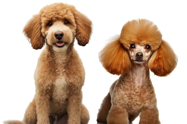 Mini Poodle Vs Mini Goldendoodle: Which Is The Best Companion Dog?