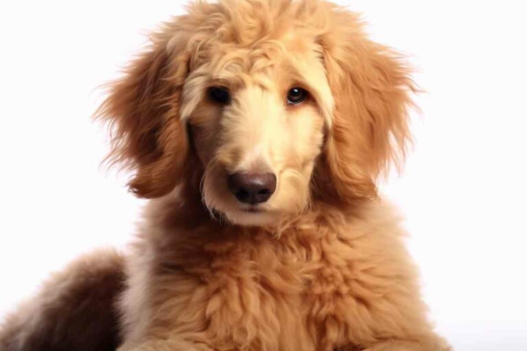 When To Cut Goldendoodle Puppy Hair: Essential Grooming Tips