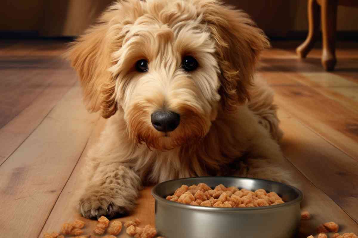 Best Dog Food For Goldendoodles: Top Picks For Optimal Health 2
