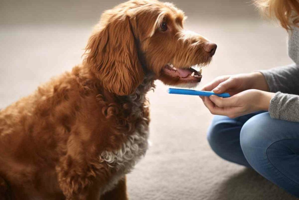 Goldendoodle Dental Care Tips for Keeping Your Dog's Teeth Healthy and Clean Goldendoodle Advice