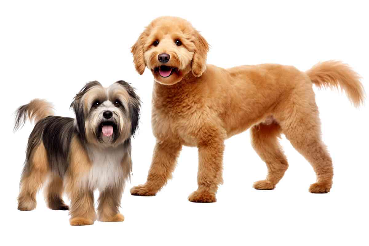 Havanese Vs Goldendoodle: A Comprehensive Comparison 1