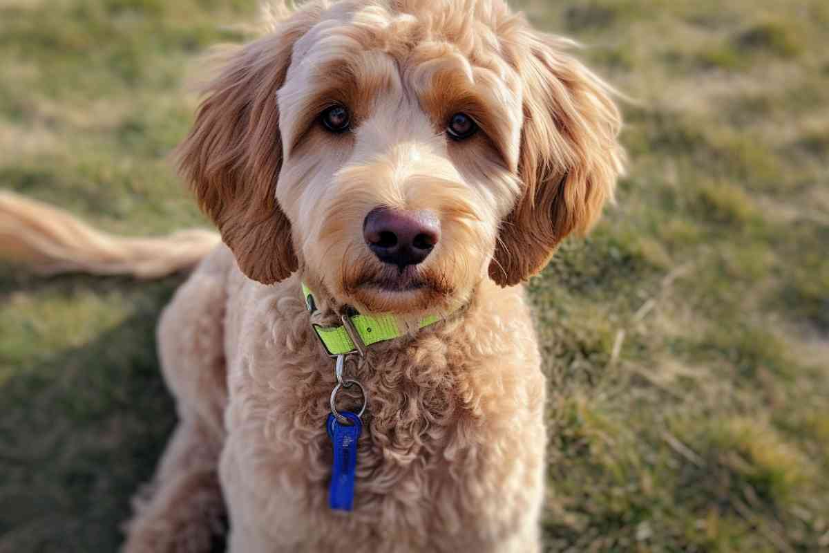 Mini Goldendoodle Vs Goldendoodle: What'S The Difference? 4
