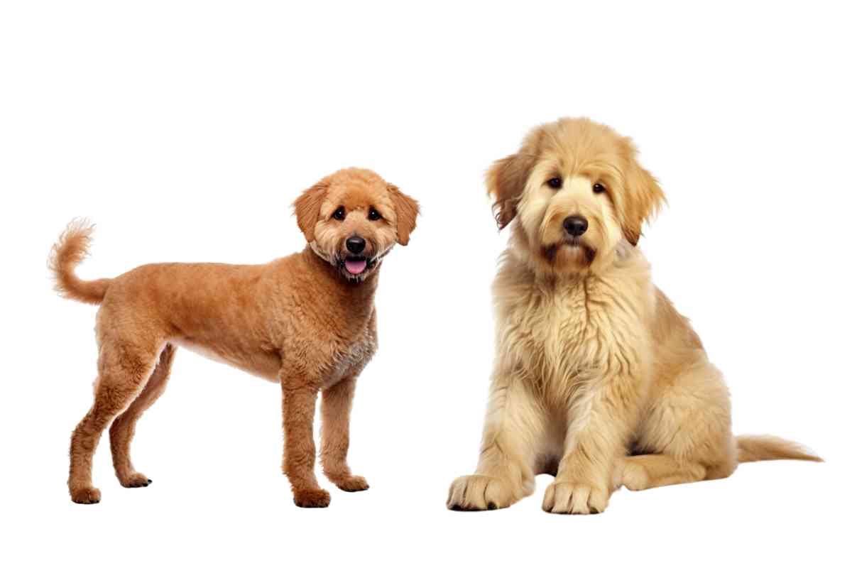 Mini Goldendoodle Vs Goldendoodle: What'S The Difference? 1