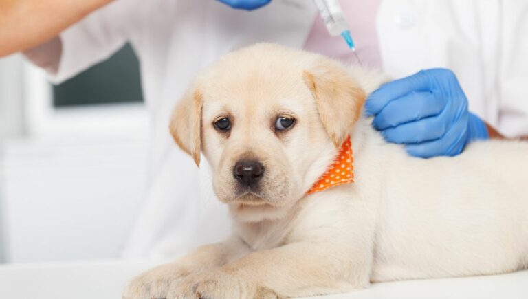 Do Puppies Need 3 Or 4 Sets Of Shots? What You Need To Know