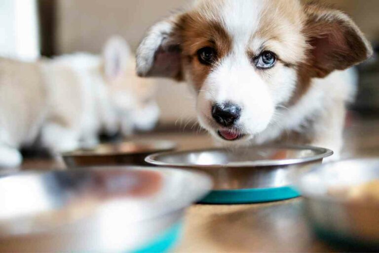 Can 3-Week-Old Puppies Drink Water? Essential Hydration Guidelines