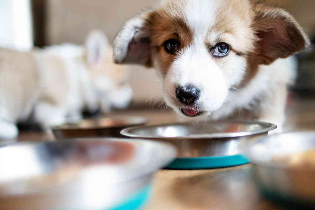 Can 3-Week-Old Puppies Drink Water? Essential Hydration Guidelines 1
