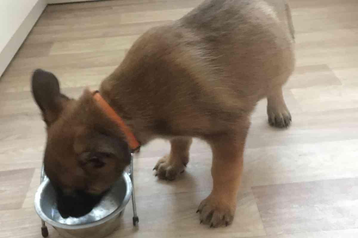 Can 3-Week-Old Puppies Drink Water? Essential Hydration Guidelines 3