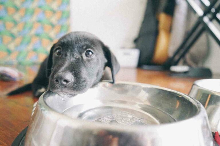 How Much Water Should A 13-Week Puppy Drink? Daily Hydration Guidelines