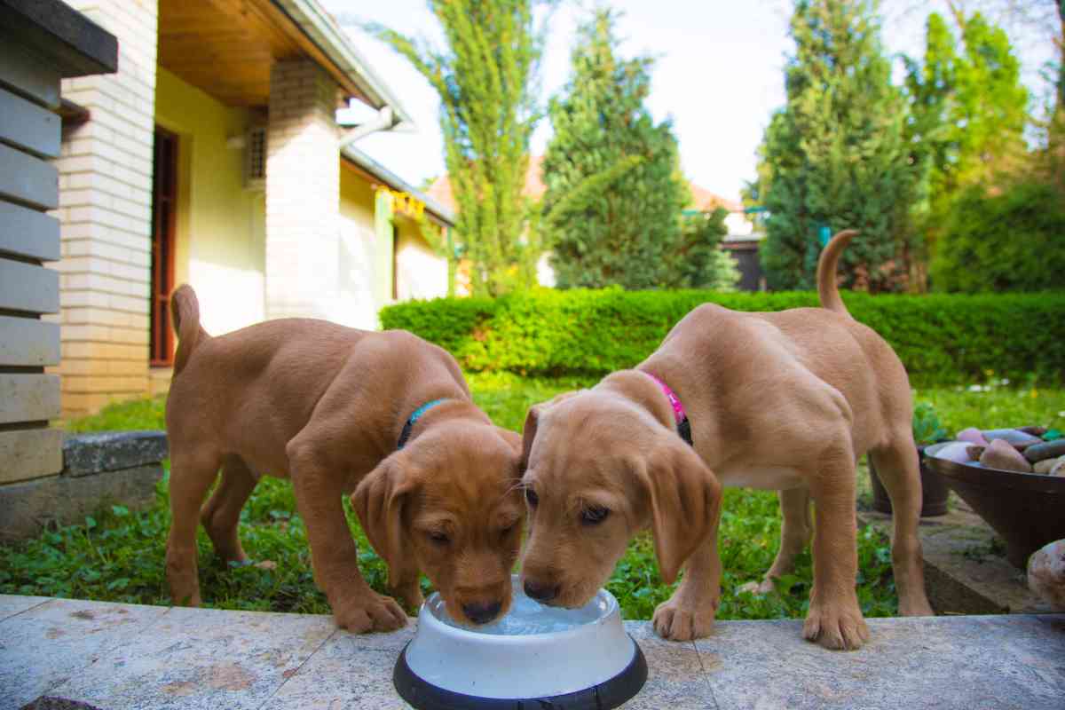 How Often Should You Give A Puppy Water? 2