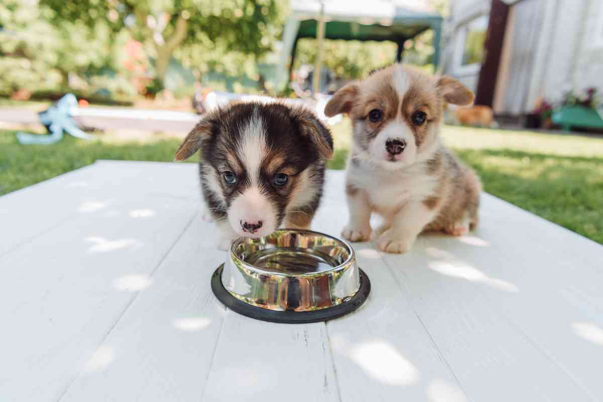 How Often Should You Give A Puppy Water? 3