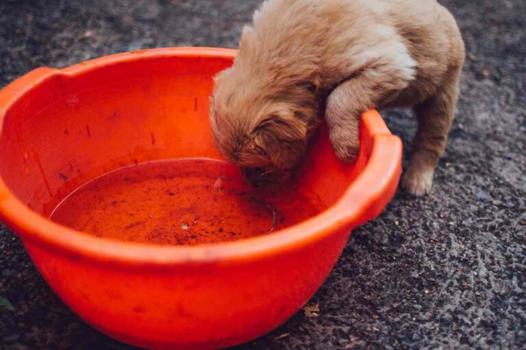 How Often Should You Give A Puppy Water?