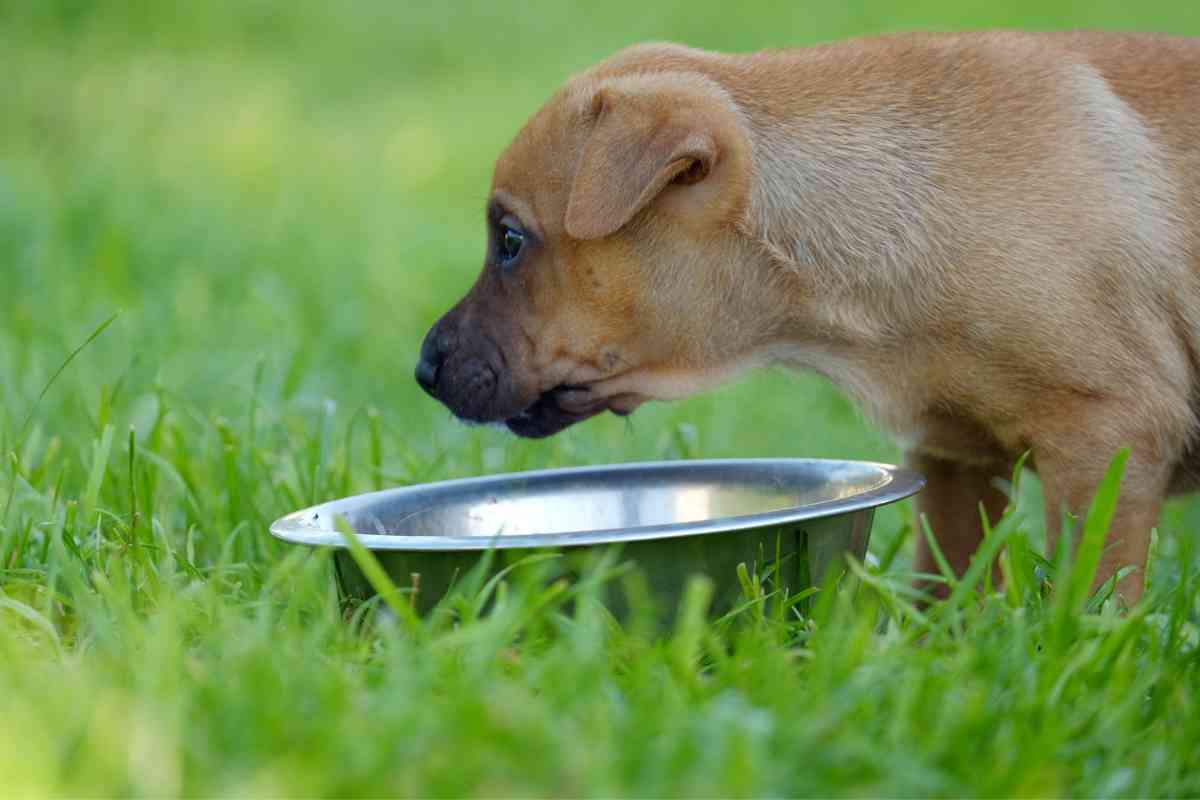 How To Get A Puppy To Drink Water: Essential Hydration Tips 3
