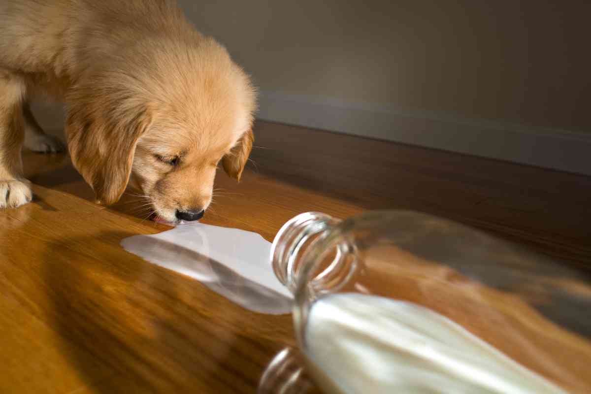 How To Get A Puppy To Drink Water: Essential Hydration Tips 5