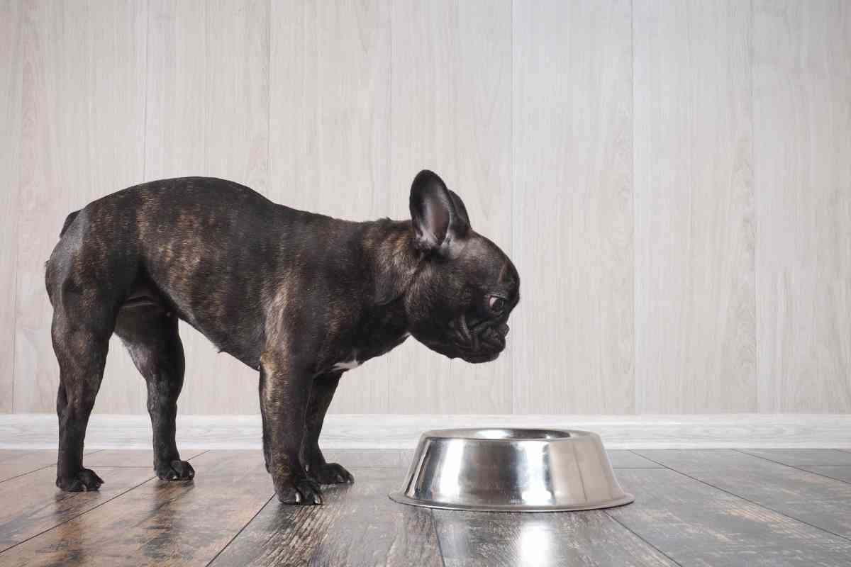 New Puppy Not Drinking Water: Essential Solutions For Your Pup’s Hydration 1