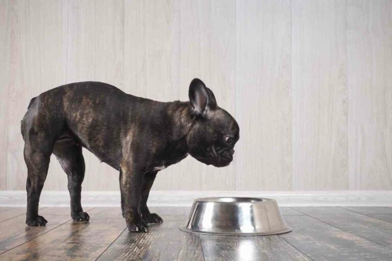 New Puppy Not Drinking Water: Essential Solutions For Your Pup’s Hydration