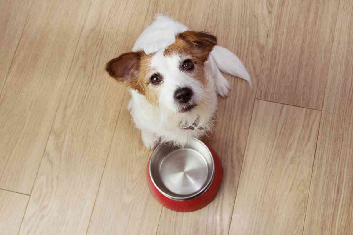 New Puppy Not Drinking Water: Essential Solutions For Your Pup’s Hydration 4